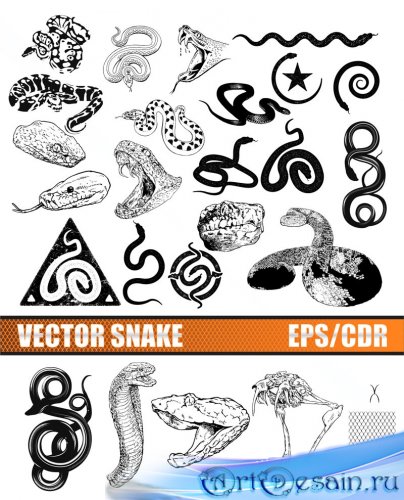   ,  - Vector Snakes, Cobra