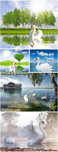   / White swans - Raster clipart