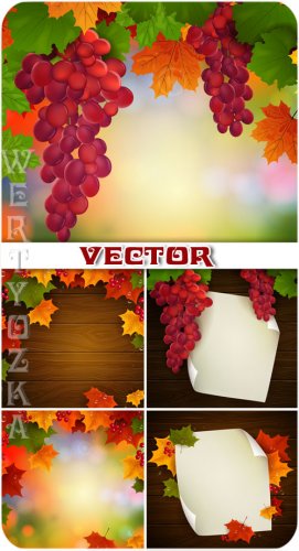  ,   / Bunches of grapes, autumn leaves - vect ...