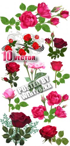   / Beautiful roses - stock vector