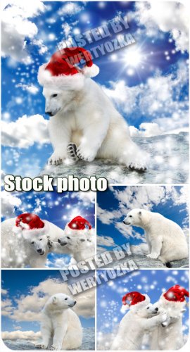      / Polar bear in santa hat - stock photos