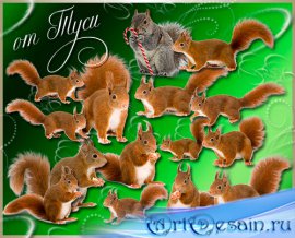    -  / Clipart - Squirrel