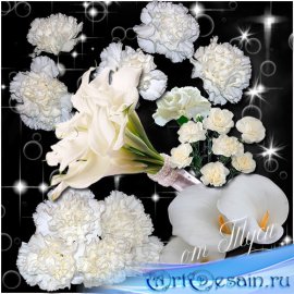  -   / Clipart - White flowers